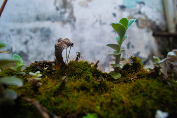 pequeñas plantas con fondo de pared envejecida