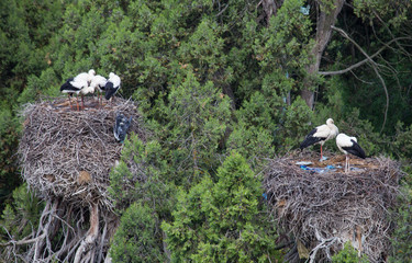 stork returning to their nests in the spring months, the stork's nest, stork puppies