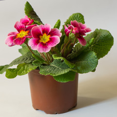 Pink decorative flowers on a light background indoors.
