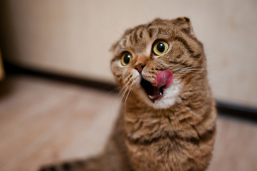 Hungry funny cat licking it's face and waiting for food