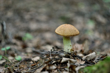 Picking mushrooms in the forest