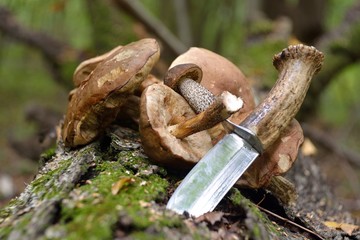 Picking mushrooms in the forest