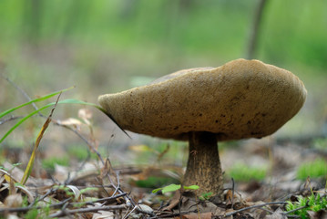 Picking mushrooms in the forest