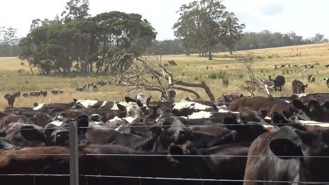 Cows behind a fence