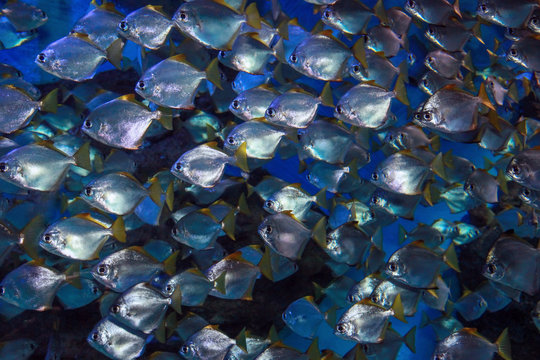 School of diamondfish - Monodactylus argenteus in sea water