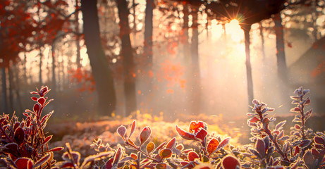 The sun's rays make their way through the leaves of the trees. Barberry branches in frost. Morning...