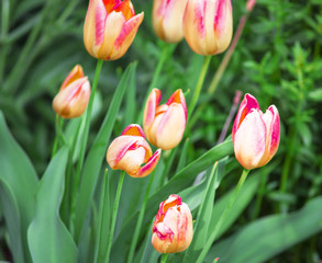 tulips in a field of tulips. Bright tulips. Beautiful tulips in spring time. Colorful tulips flower...