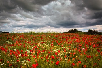 Naklejka premium Stormy Poppy Field