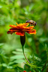 ape su fiore