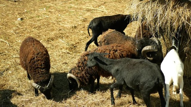 Ouessant or Ushant sheep breed of domestic rams. Farming bio organic ecological farm cattle livestock meadow for sales purposes. Sheeps amaintain tandscape by grazing, feeding feeder hay straw