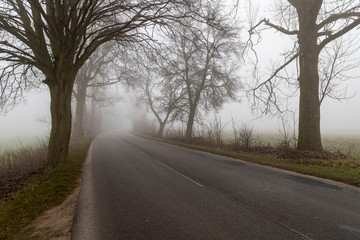 Fototapeta premium Asphalt road in the fog. Public road with trees growing on the side of the road.