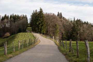 Fototapeta na wymiar concrete road in the morning or evening twilight, leading into a forest, with wooden delineators on the right and left side of the road, bordering a green meadow
