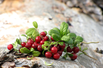 Shrubs cowberry in the forest