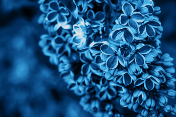 Lilac blossom background