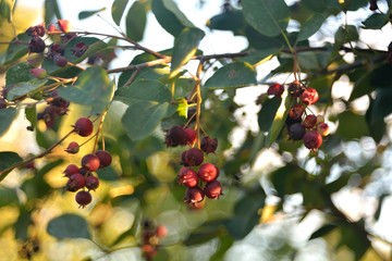 Ripe berries, Shadberry.