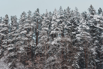 Snow-covered beautiful fir trees of the Ukrainian Carpathians.