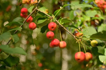 wild apples in the woods