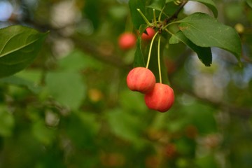 wild apples in the woods
