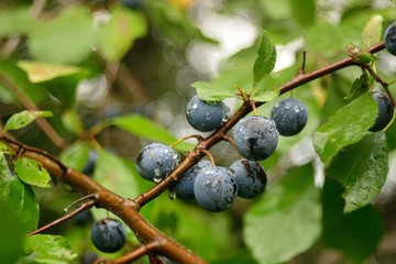 wild thorns in the forest