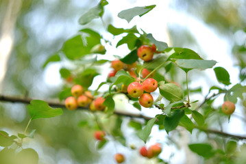 wild apples in the woods