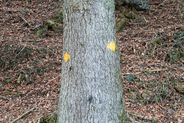 several yellow hiking trail signs with spray paint on a tree in front of an autumnal forest floor covered with leaves, by day