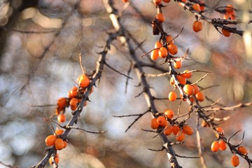 Autumn harvest of sea buckthorn.