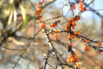 Autumn harvest of sea buckthorn.