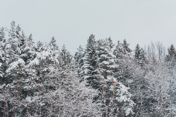 Snow-covered beautiful fir trees of the Ukrainian Carpathians.