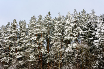 Snow-covered beautiful fir trees of the Ukrainian Carpathians.