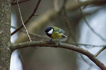 great tit on a branch near the bird feeder