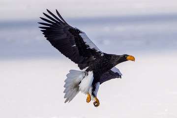 Obraz premium オオワシ