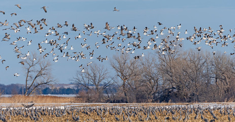 Geese and Cranes taking off from a Roosting Ground