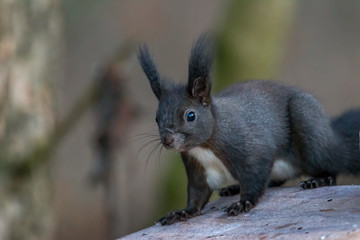 Naklejka na ściany i meble European brown squirrel in winter coatl looking for nuts