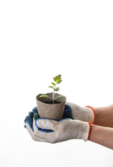 Hands in frame holding young seedling in pot