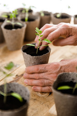 closeup view of senior woman hands planting fresh seedlings