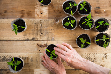 Overhead view of woman hands planting fresh seedlings