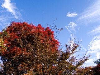 tree in autumn