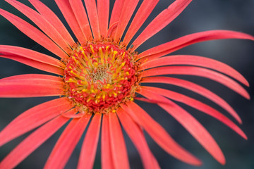 Close-up Macro of a Flower