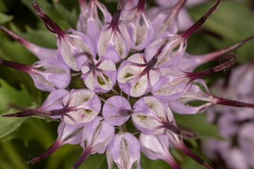 Close-up Macro of a Flower