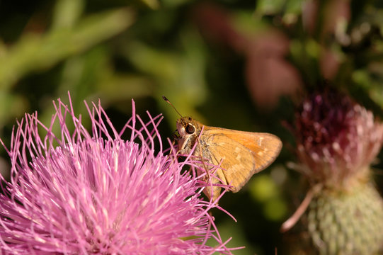 Hesperiids