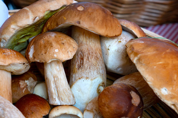 Steinpilze