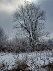 tree in winter