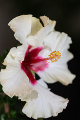 Fototapeta na wymiar Closeup white large hibiscus flower variety Boreas. Home and garden flowers