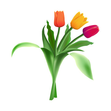 Three realistic vector beautiful tulips isolated on white background. Red, orange and yellow flower buds in a bouquet. Green long leaves.