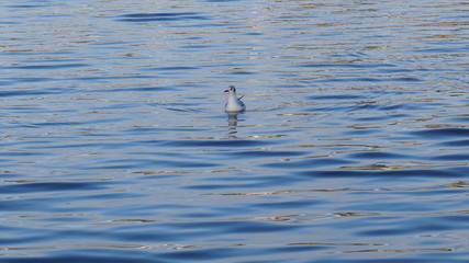 Baby duck in the lake, duck in the park, duck playing in pool, animals in the water