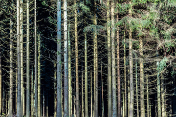 fir forest in the Taunus area in Germany