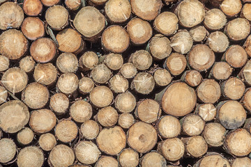 wooden fir stems stapled in the forest