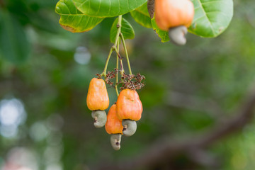 Ripe cashew nuts (Anacardium occidentale) grow on a tree branch in the garden. The orange part is a cashew apple and the smaller one is a nut (a seed). Location: Prachuap Khiri Khan City, Thailand.