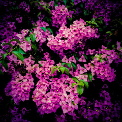 Obraz na płótnie Canvas purple flowers in the Garden flores roxas