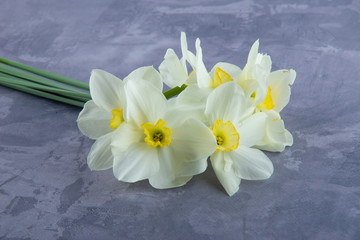Flowers on grey background. Spring white narcissus with yellow center lying on table